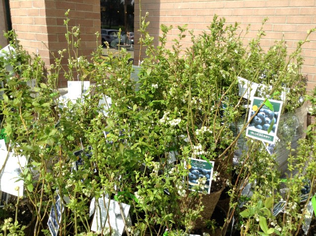 Blueberry_at whole foods