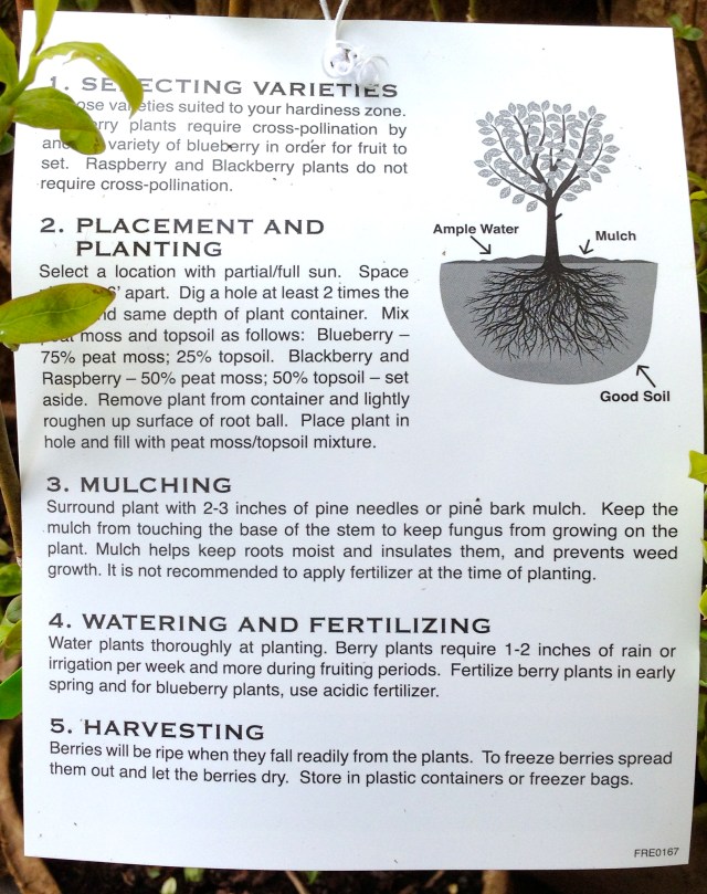 Blueberry_instructions